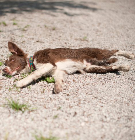 Dead Animal Removal Sorrento