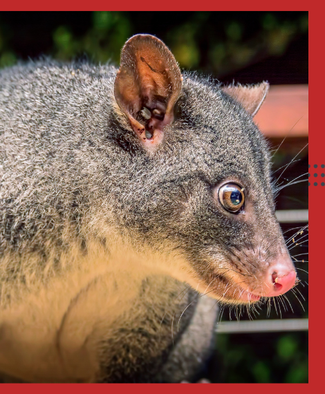 Possum Removal Sorrento