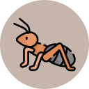 Ant Control Sorrento