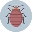 Bed Bugs Control Sorrento