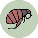 Flea Control Sorrento